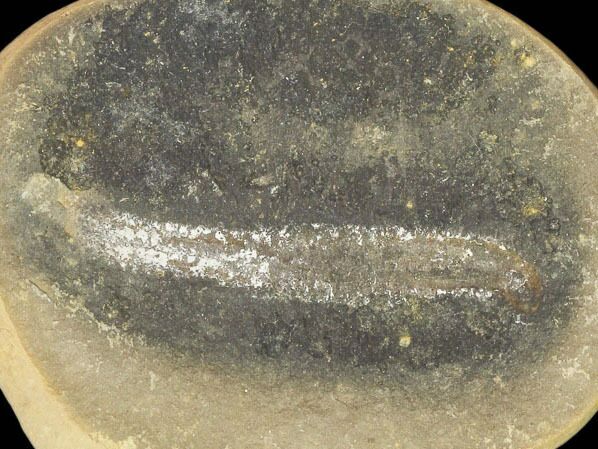 Didontogaster Fossil Worm (Pos/Neg) - Mazon Creek #101550